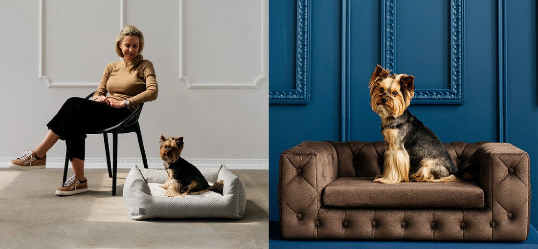 Where Comfort Meets Instinct: Designing Spaces That Speak Your Pet’s Language - Maison SIA