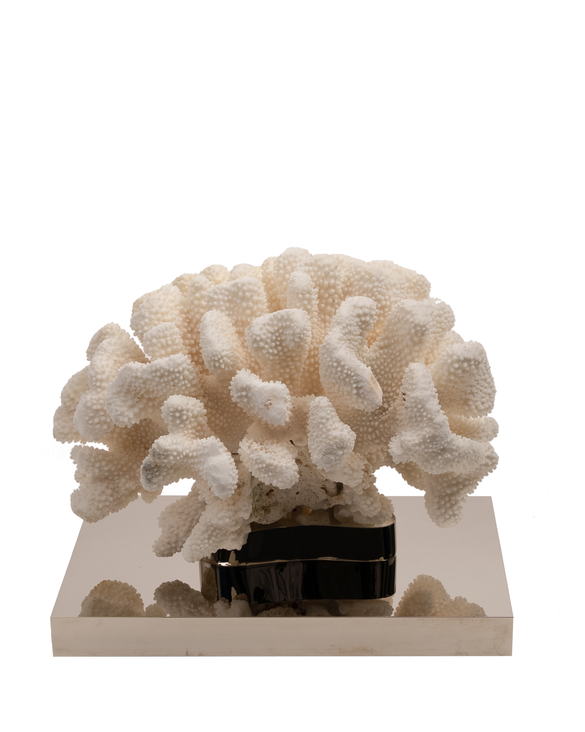 Petri- Coral Reef Table Sculpture on Nickel-Plated Base - Maison SIA
