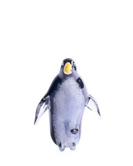 Penguin medium