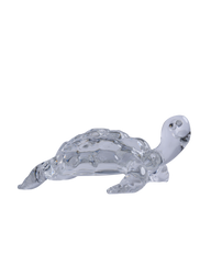 Tortoise small transparent