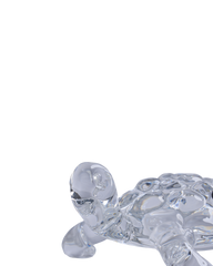 Tortoise small transparent