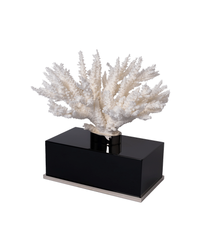 Acropora Reflection