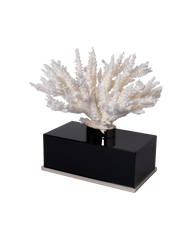 Acropora Reflection