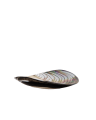 Filigrana brown medium folded plate