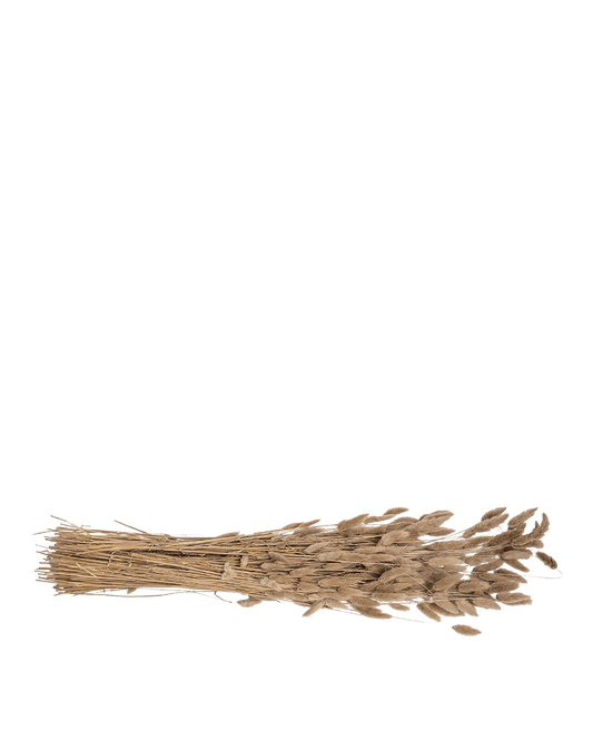 LC - Light Brown Dried Lagurus - Maison SIA