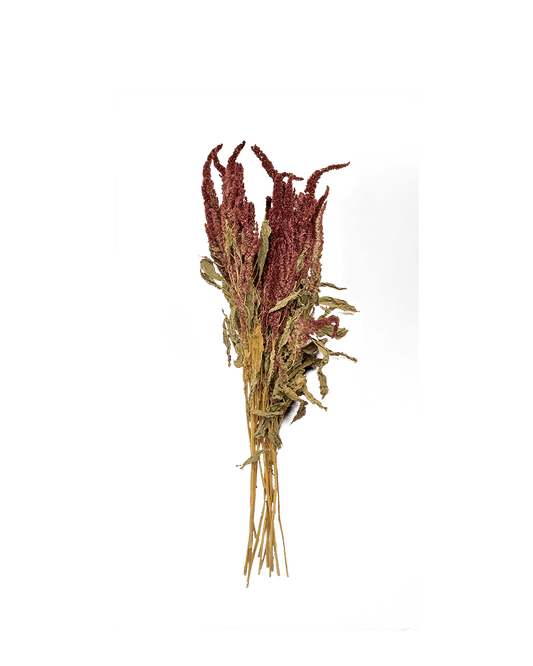 LC - Natural dried amaranthus - Maison SIA