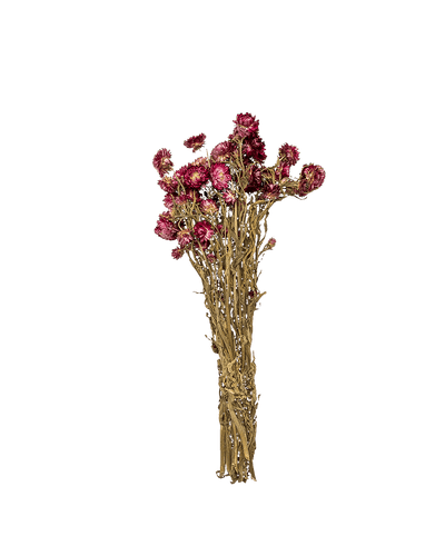 LC- Pink Dried Strawflower