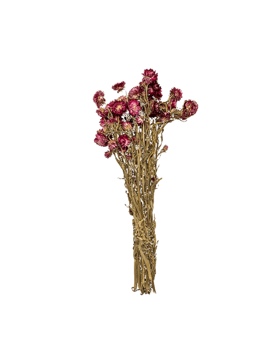 LC - Pink Dried Strawflower - Maison SIA