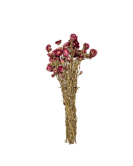 LC- Pink Dried Strawflower