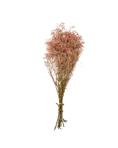 LC- Pink Preserved Gypsophilia