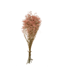 LC- Pink Preserved Gypsophilia