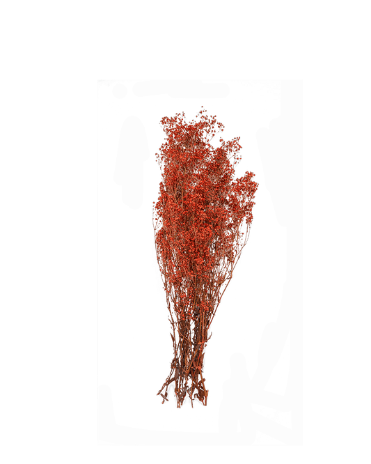 LC - Red Preserved Gypsophilia - Maison SIA