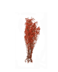 LC- Red Preserved Gypsophilia