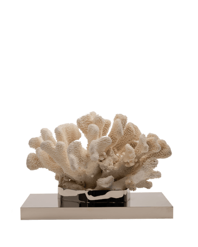 Petri- Coral Cauliflower