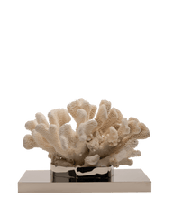 Petri- Coral Cauliflower