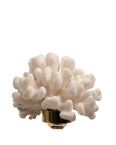 Petri - Coral Elk horn - Maison SIA