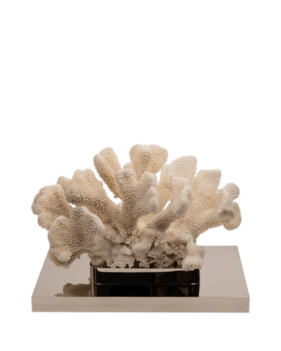 Petri- Coral Reef Table Sculpture on Nickel-Plated Base