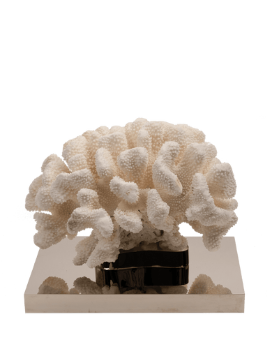 Petri- Coral Reef Table Sculpture on Nickel-Plated Base