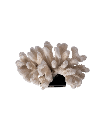 Pocillopora Elegance