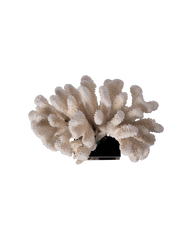 Pocillopora Elegance