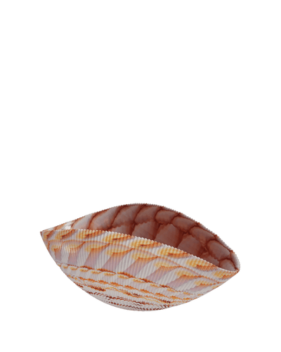 Shell Medium ivory with red threads bowl