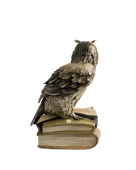 Wise Owl Bookend